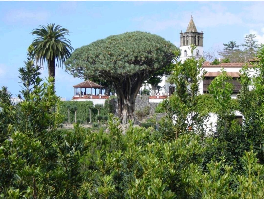 Apartamento Playa San Marcos Icod De Los Vinos Værelse billede